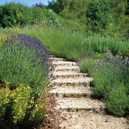 Rustic steps with Lavender